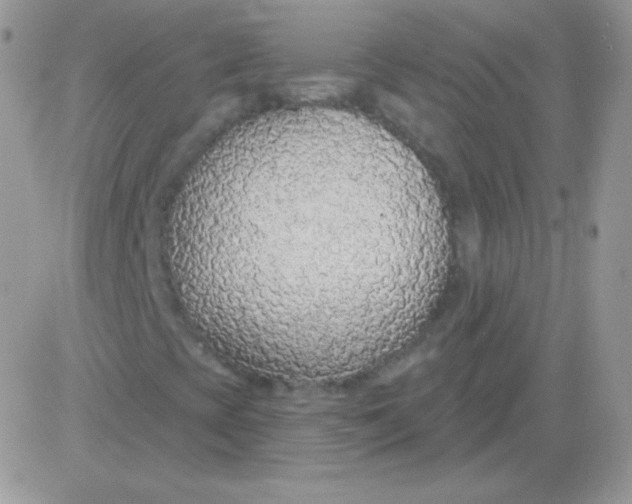 X0000081381393200701252027