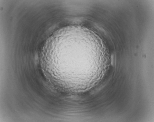 X0000081381395200701252027