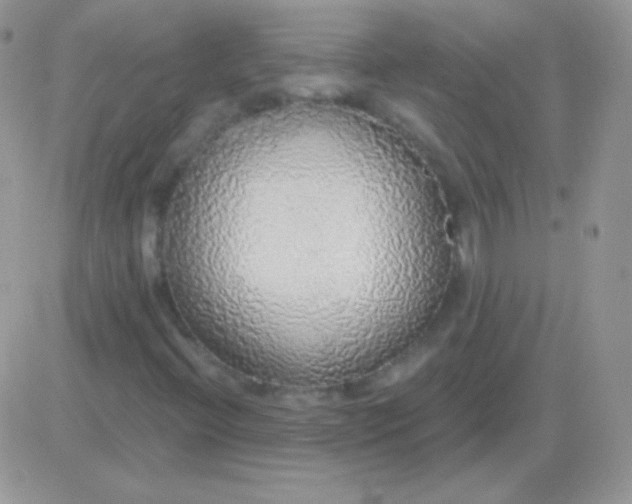 X0000081381396200701252027