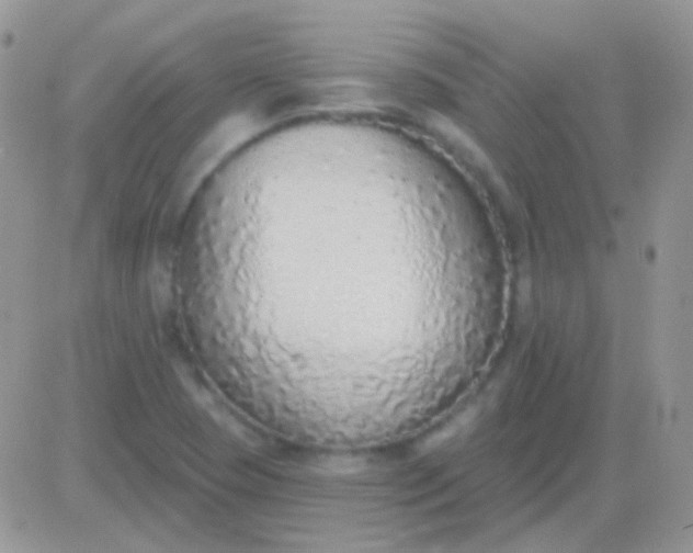 X0000081381409200701252028