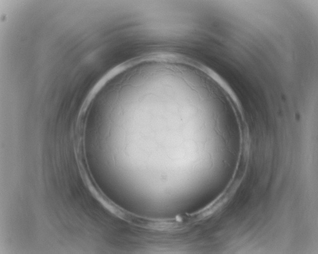 X0000081381437200701252028
