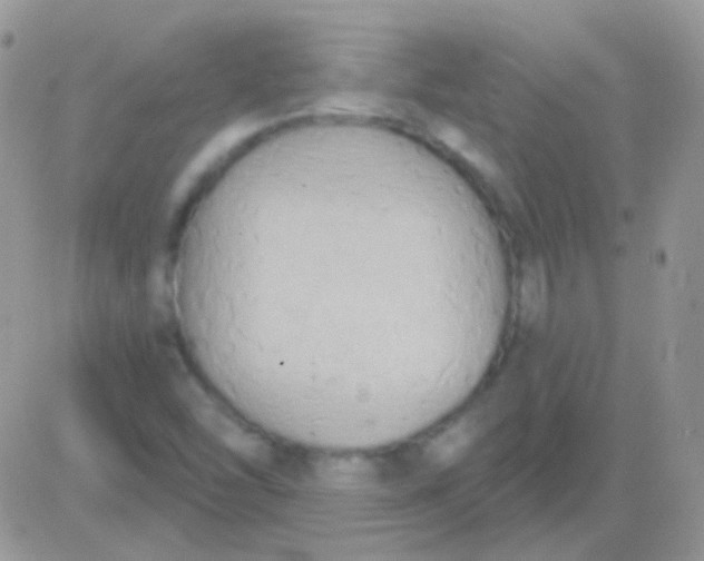 X0000081381454200701252027