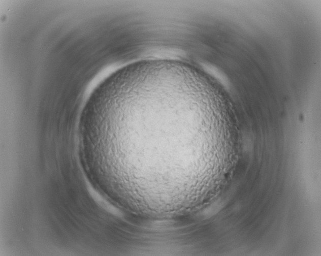 X0000081381471200701252027