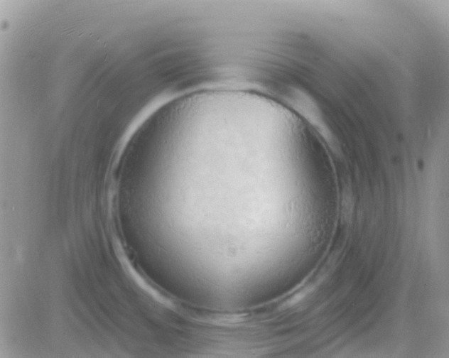X0000081381484200701252027