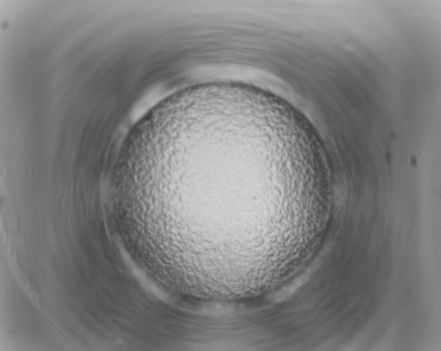 X0000081381521200701252026
