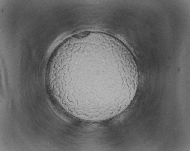 X0000081380151200702020239
