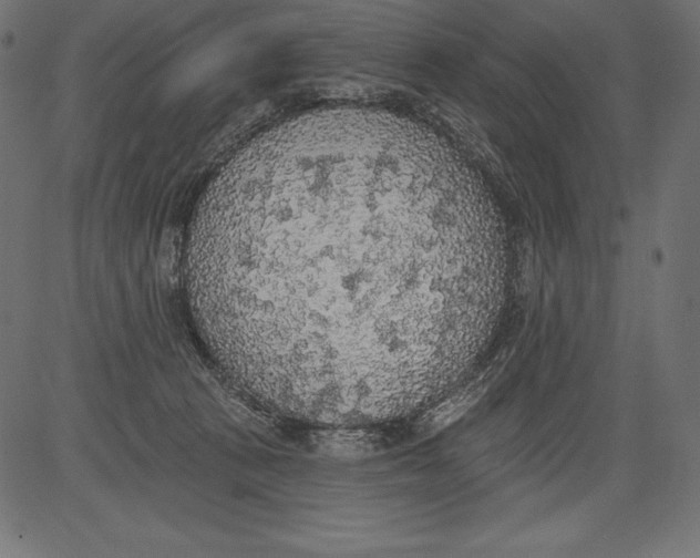 X0000081380273200702020238