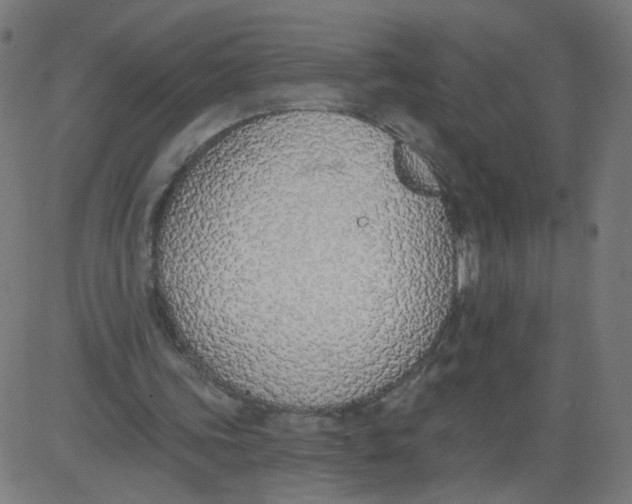 X0000081380339200702020236