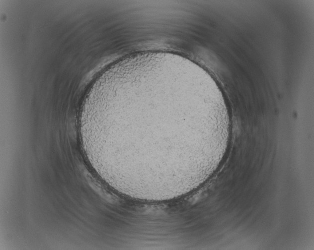X0000081380345200702020236