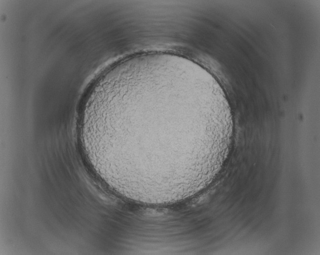 X0000081380346200702020236