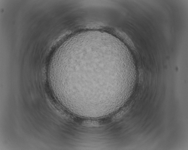 X0000081380354200702020236