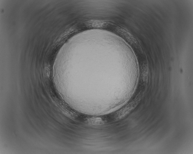 X0000081380374200702020236