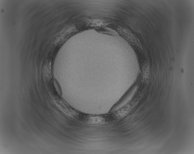 X0000081380376200702020236