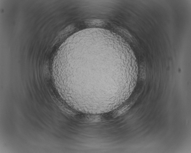 X0000081380377200702020236