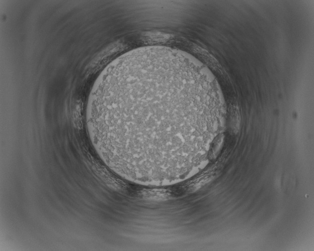 X0000081380378200702020236