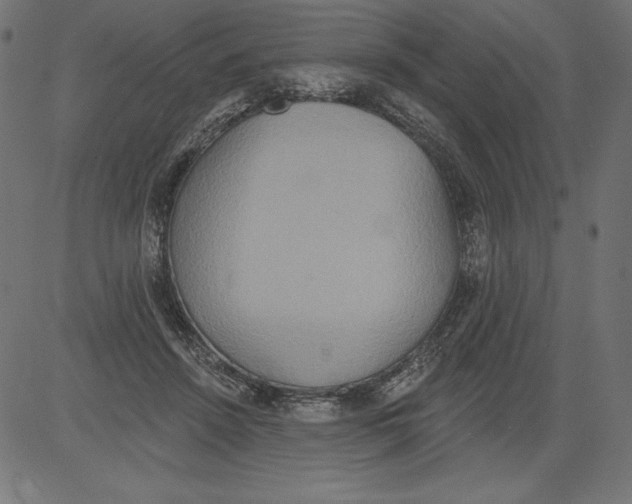 X0000081380456200702020234