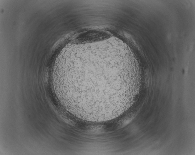 X0000081380495200702020234