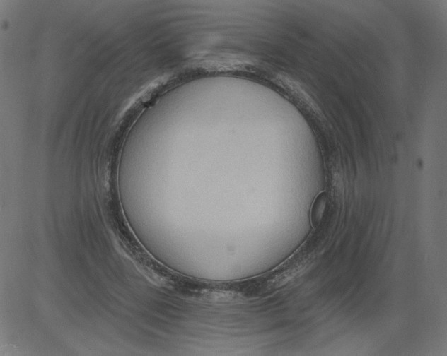 X0000081380539200702020233