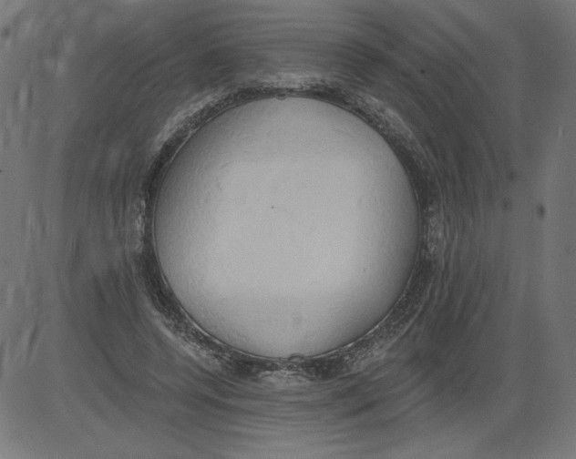 X0000081380544200702020233