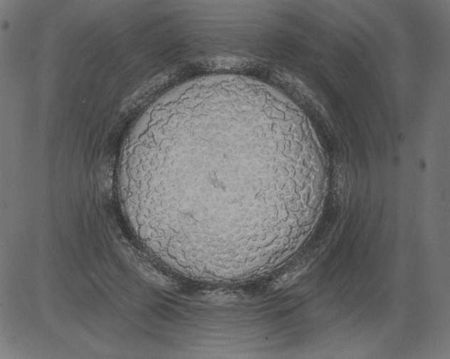 X0000081380545200702020233