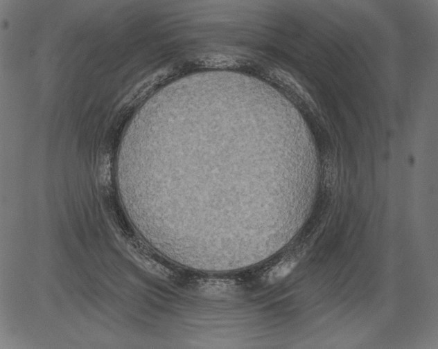 X0000081380549200702020233