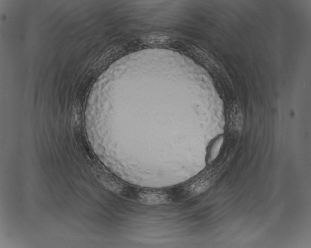 X0000081380561200702020233
