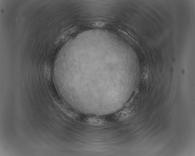 X0000081380568200702020233