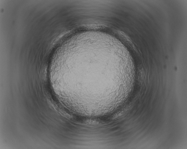 X0000081380596200702020232