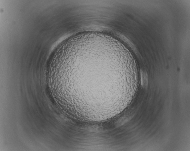 X0000081380675200702020231