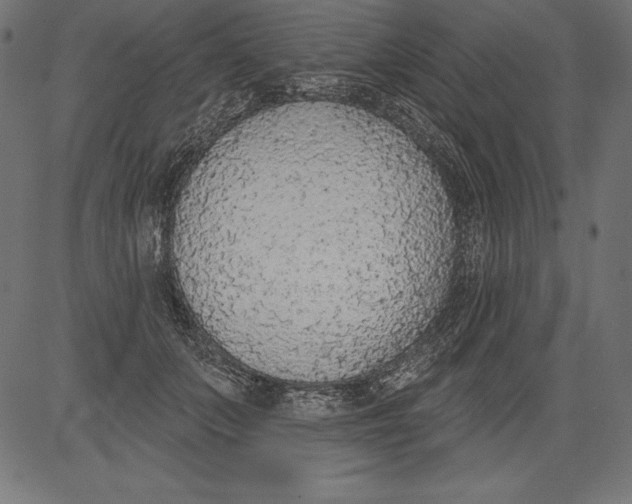 X0000081380703200702020230