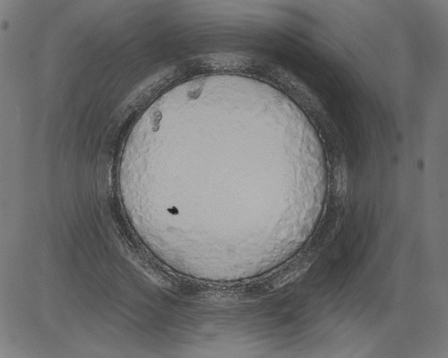 X0000081380733200702020229