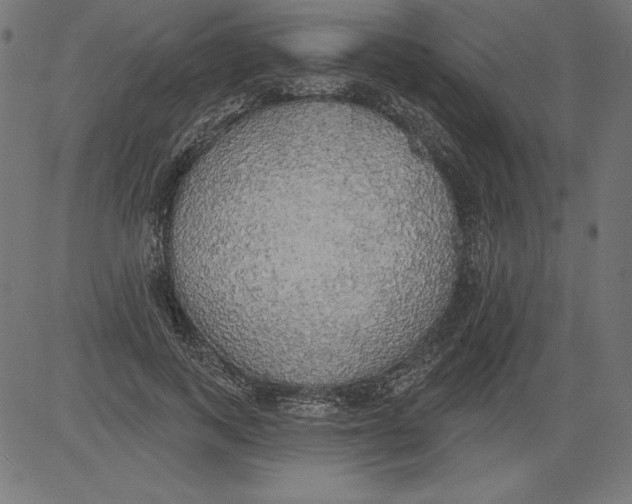 X0000081380743200702020230