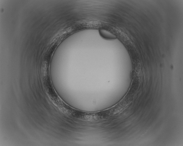 X0000081380744200702020230