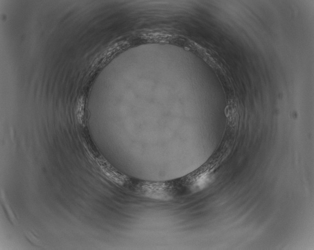 X0000081380767200702020230