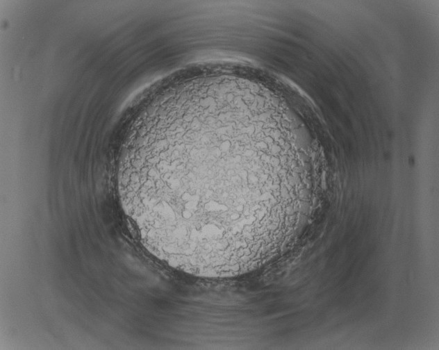 X0000081380775200702020229
