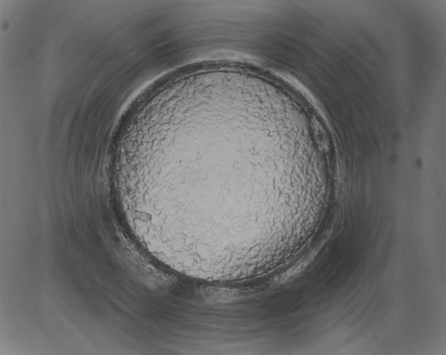 X0000081380783200702020229
