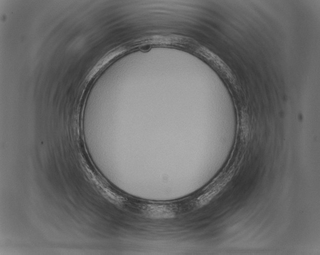 X0000081380794200702020229