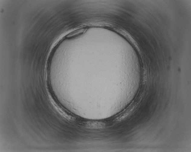 X0000081380795200702020229
