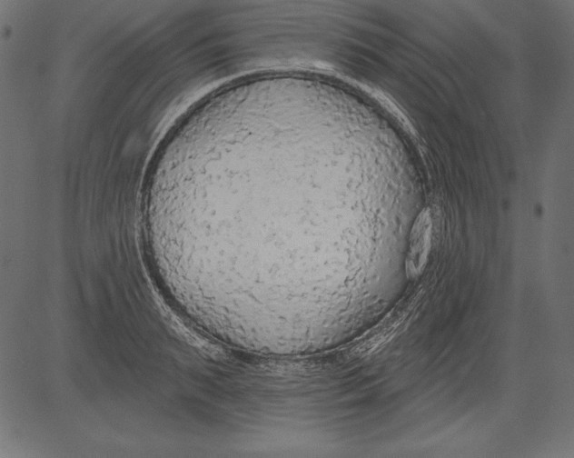 X0000081380895200702020227