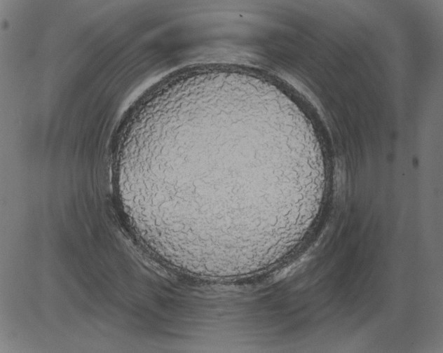 X0000081380925200702020226