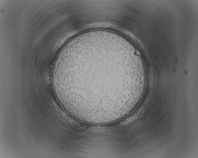X0000081380929200702020226