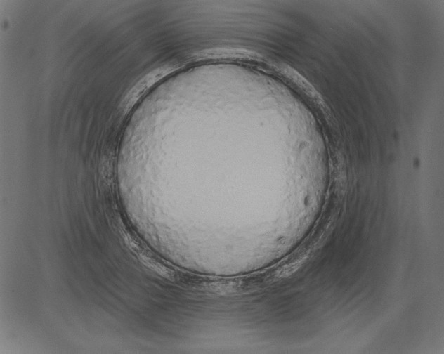 X0000081380937200702020226