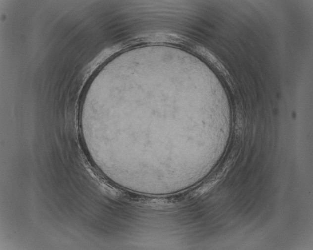 X0000081380986200702020226