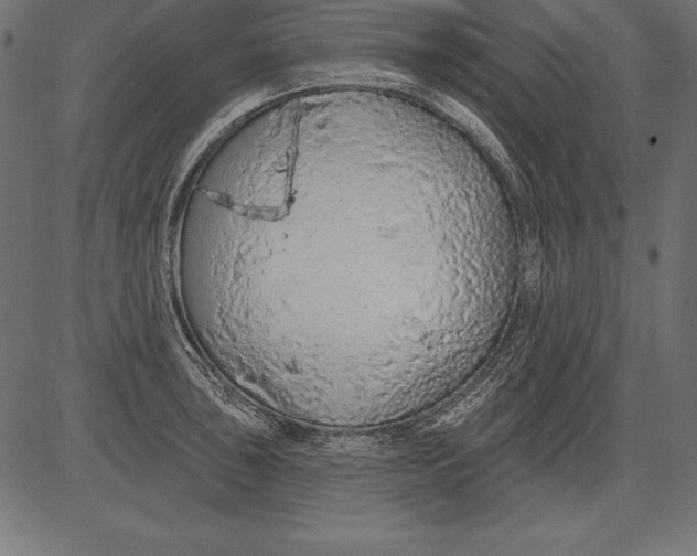 X0000081381043200702020225