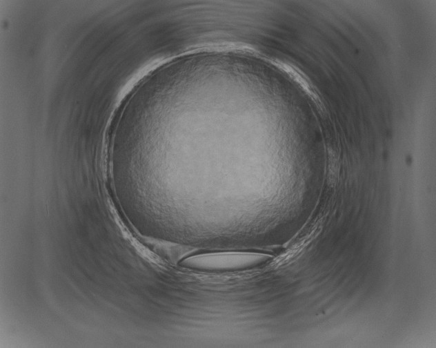 X0000081381046200702020225