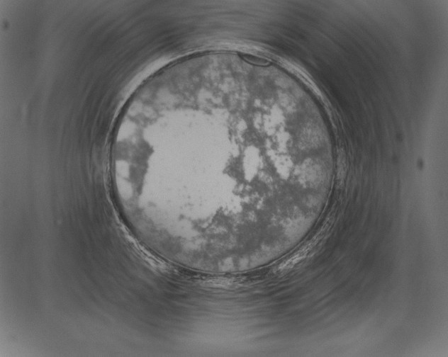 X0000081381048200702020225
