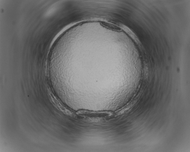 X0000081381052200702020225