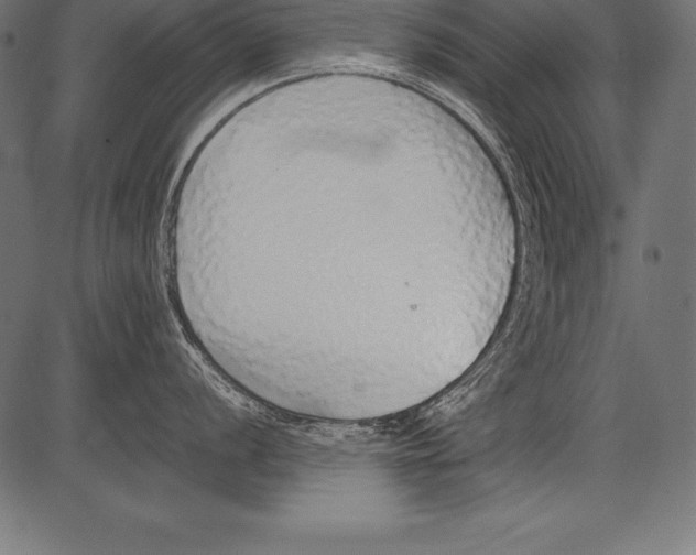 X0000081381056200702020225