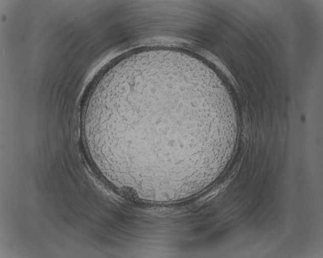 X0000081381075200702020224