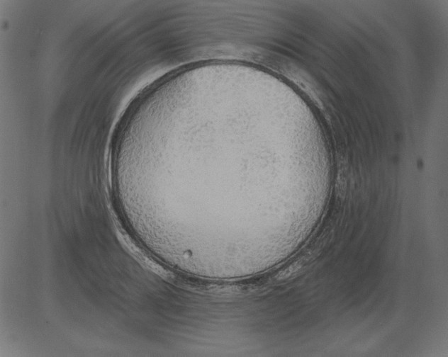 X0000081381080200702020224